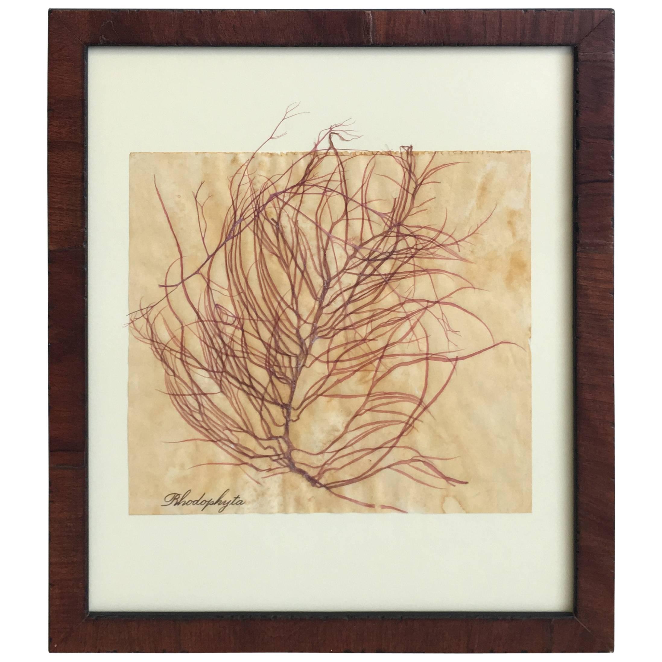 Blackwell Botanicals Pressed Seaweed Specimen