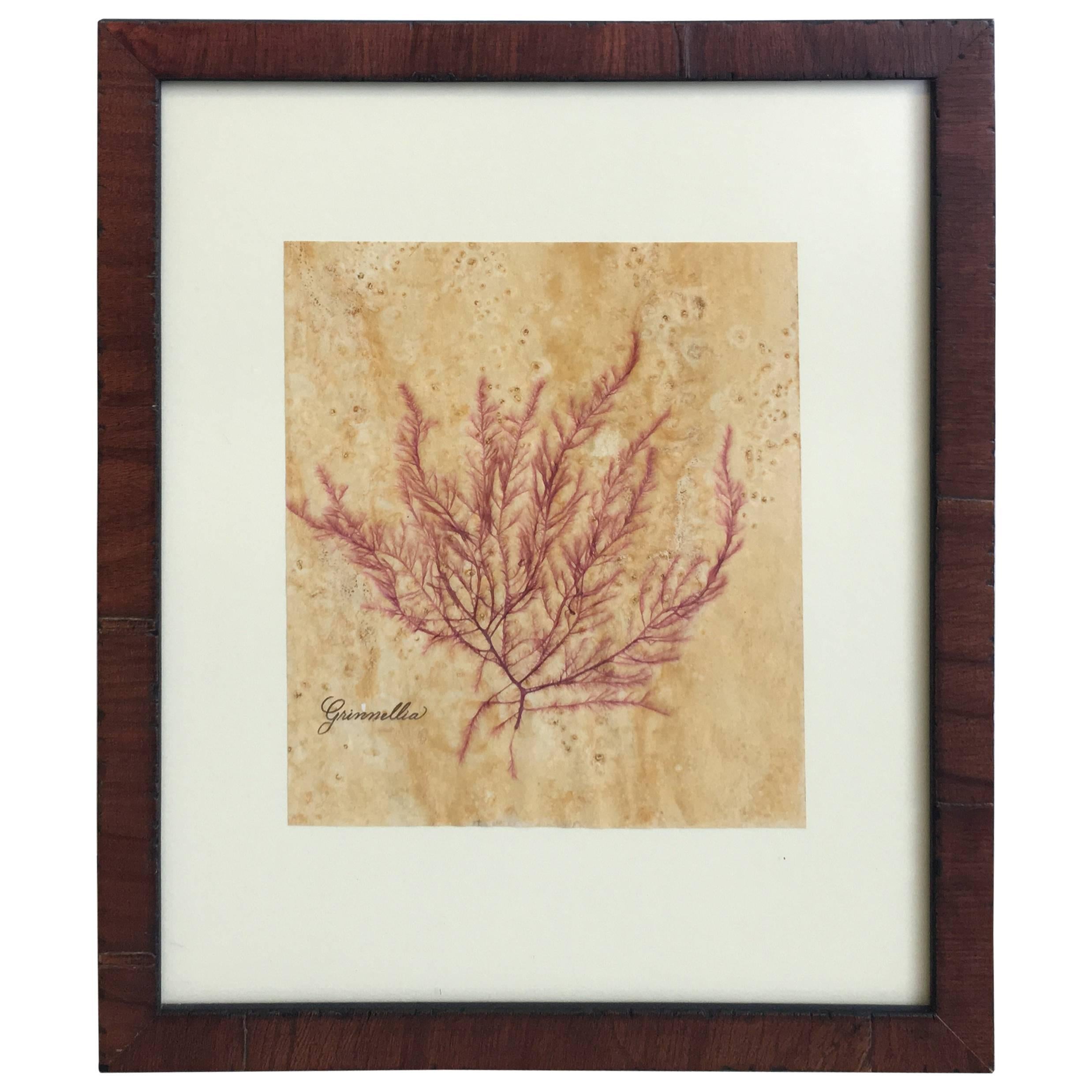 Blackwell Botanicals Pressed Seaweed Specimen