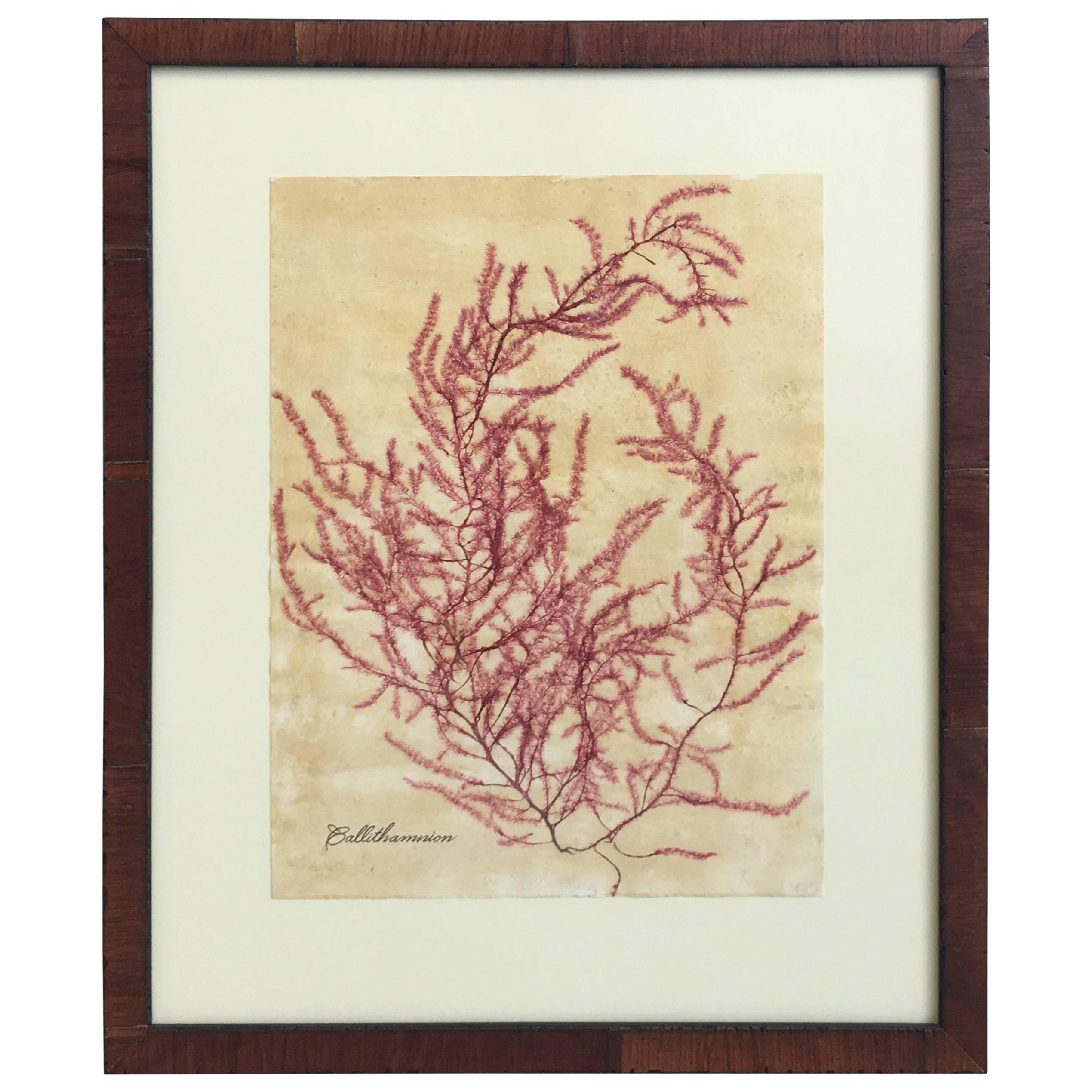 Blackwell Botanicals Framed Seaweed Specimen