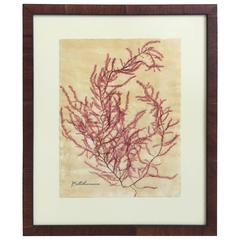Blackwell Botanicals Framed Seaweed Specimen