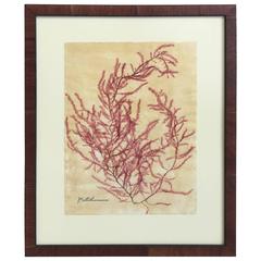 Blackwell Botanicals Framed Seaweed Specimen