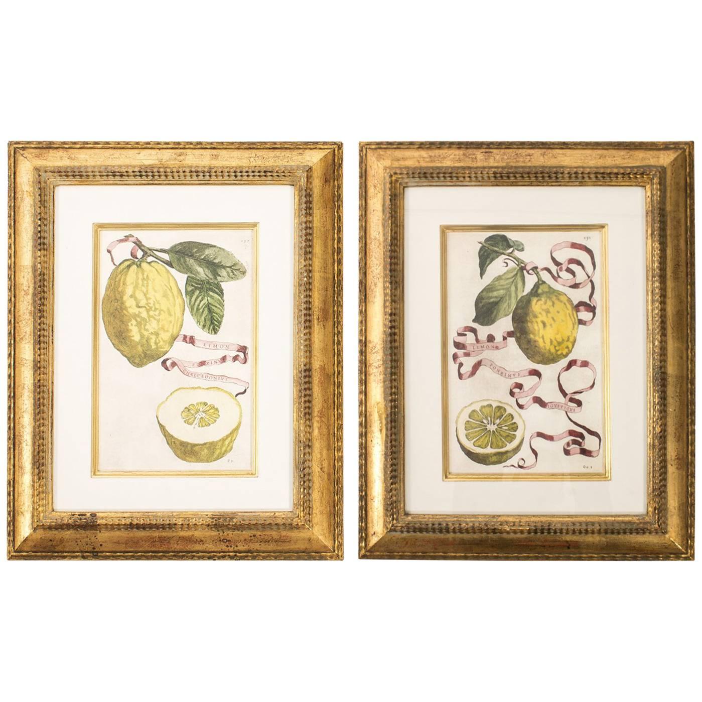 Framed Botanical Prints