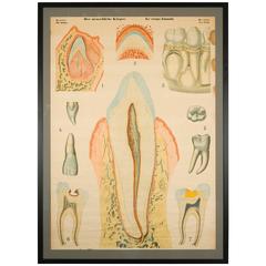 Framed Flemish Dental Chart of Human Teeth, circa 1950s 4