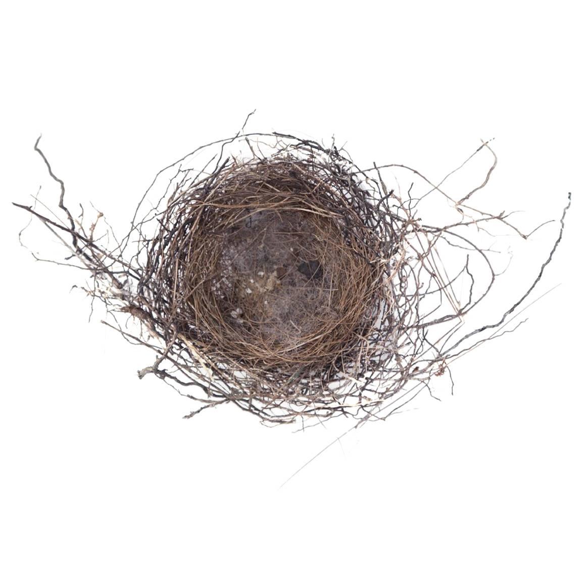 "Nest #1750" by Francine Fleischer For Sale