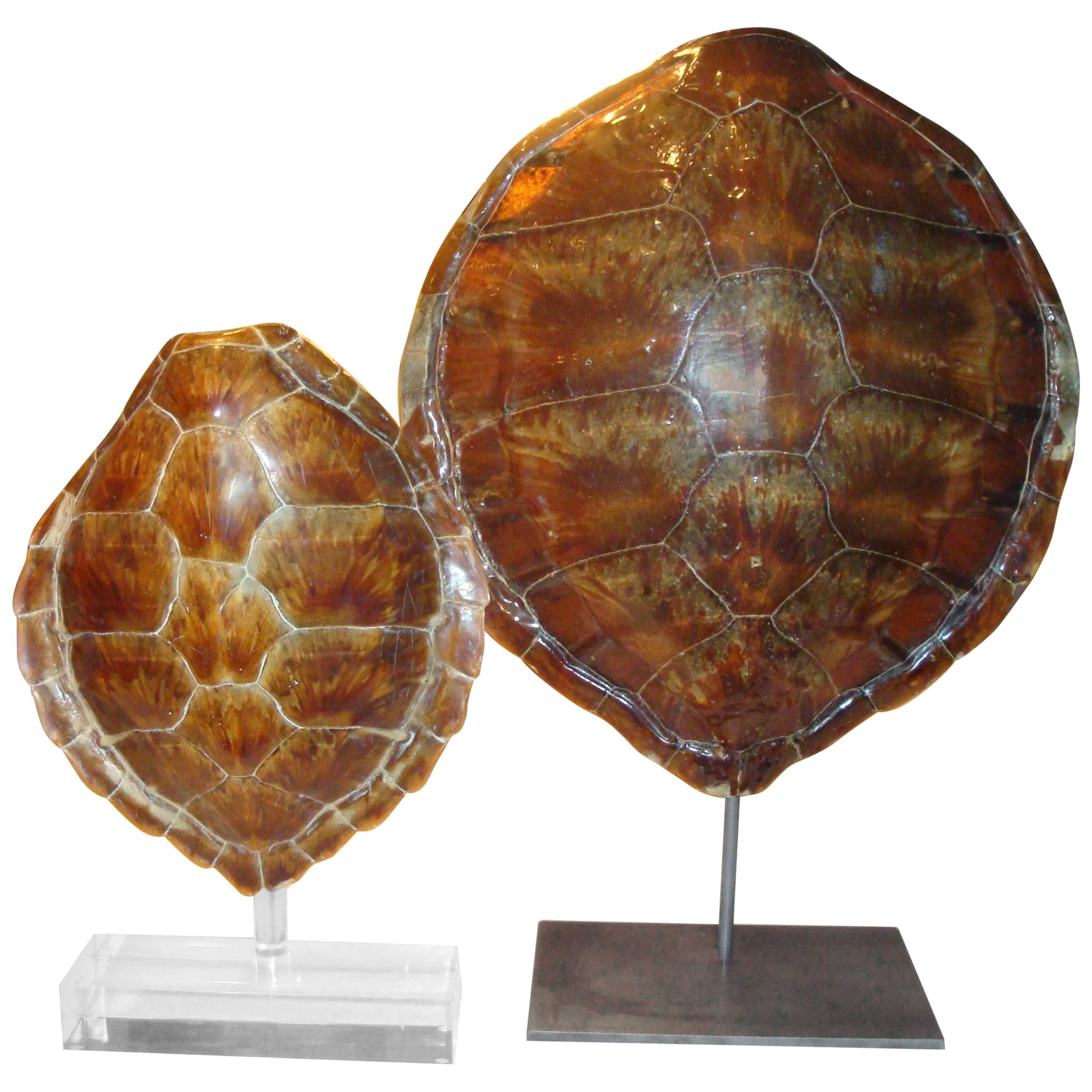 Pair of Antique Sea Turtles on Stands