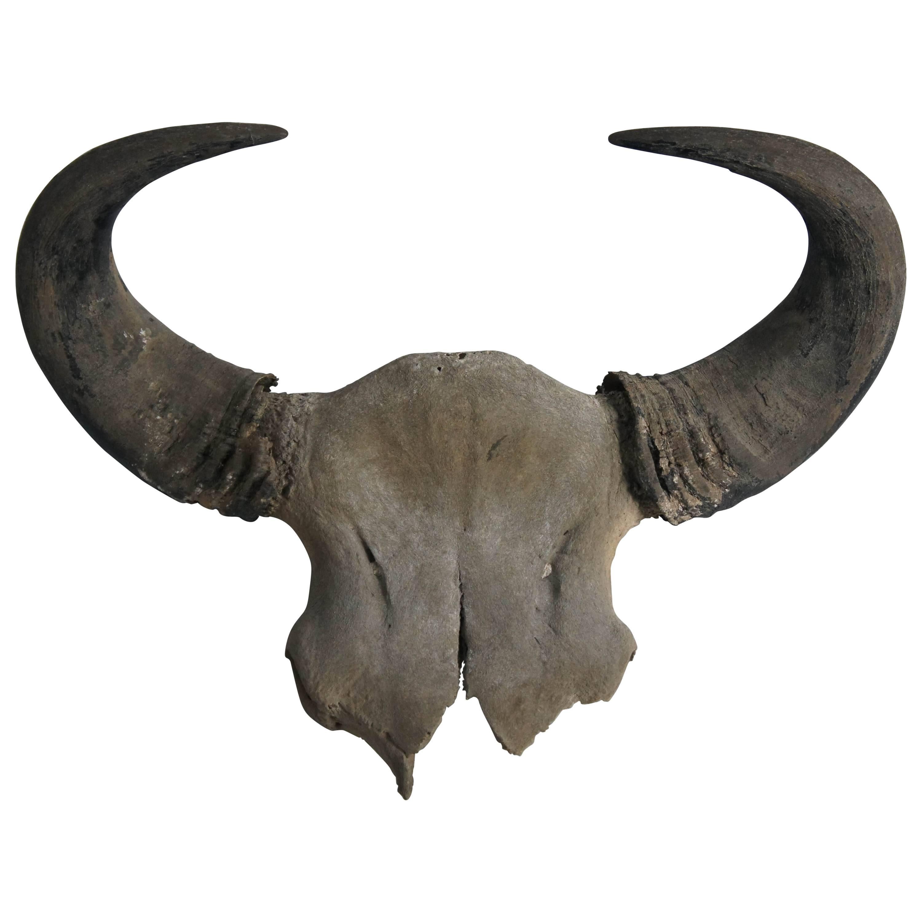 Large Buffalo Skull Taxidermy Horns For Sale