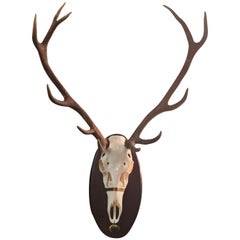 Vintage Mule Deer Horns and Skull