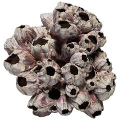 Beautiful Vintage Coral Shell Speciman