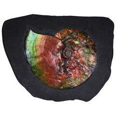 Superb Dazzling Naturally Opalescent Ammonite Fossil, 75 Million Years Old 3