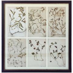 Swedish Herbal Pressed Botanical Framed under Glass, circa 1940 4