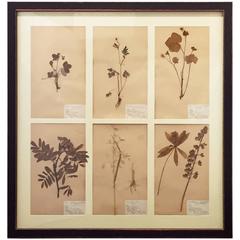 Swedish Herbal Pressed Botanical Framed under Glass, circa 1940 3