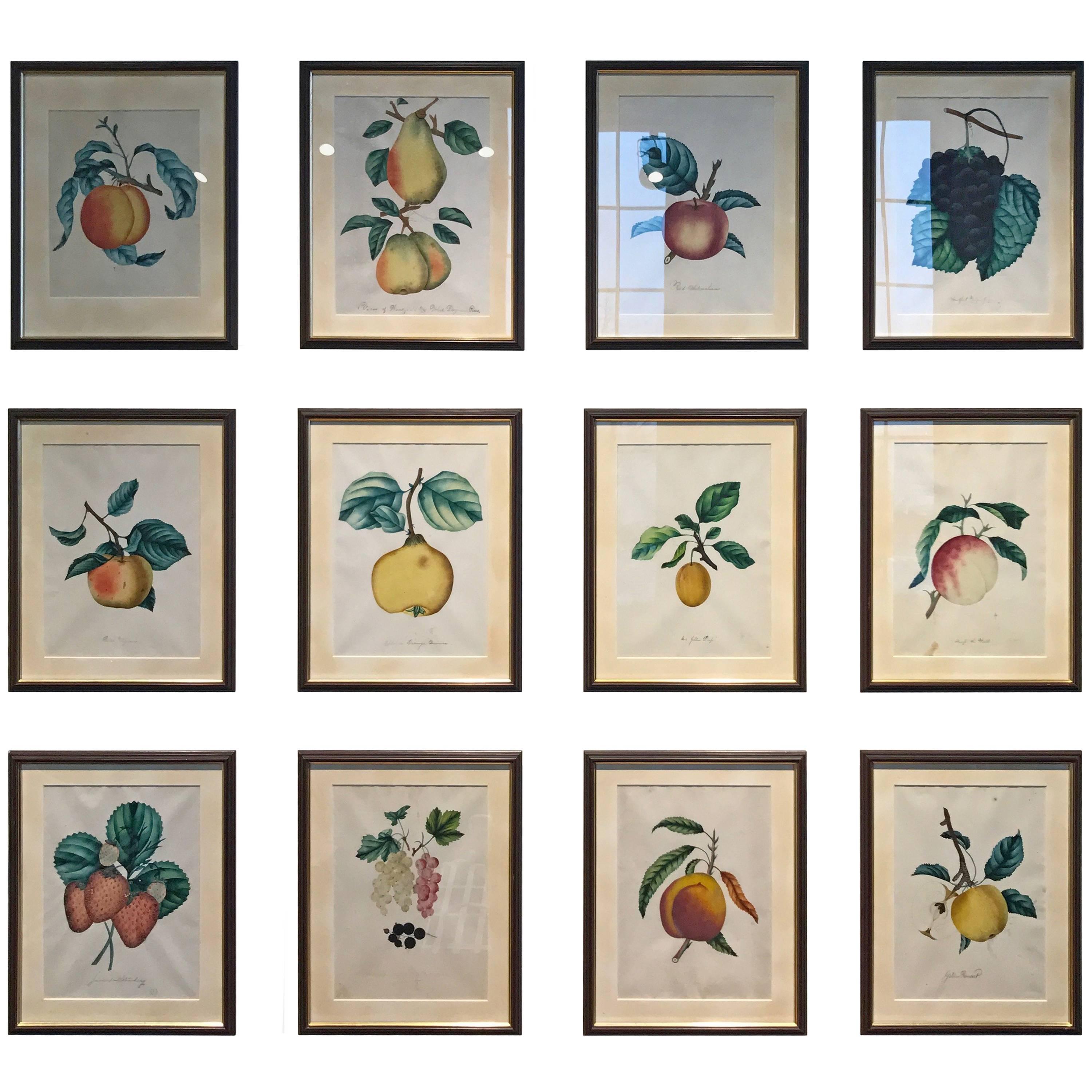 19th Century Set of 12 Watercolors of Fruit Studies