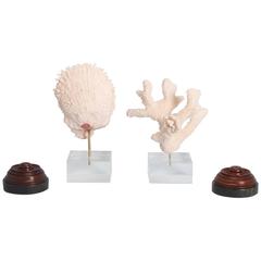 Two Sea Life Specimens on Optional Bases, Priced Individually
