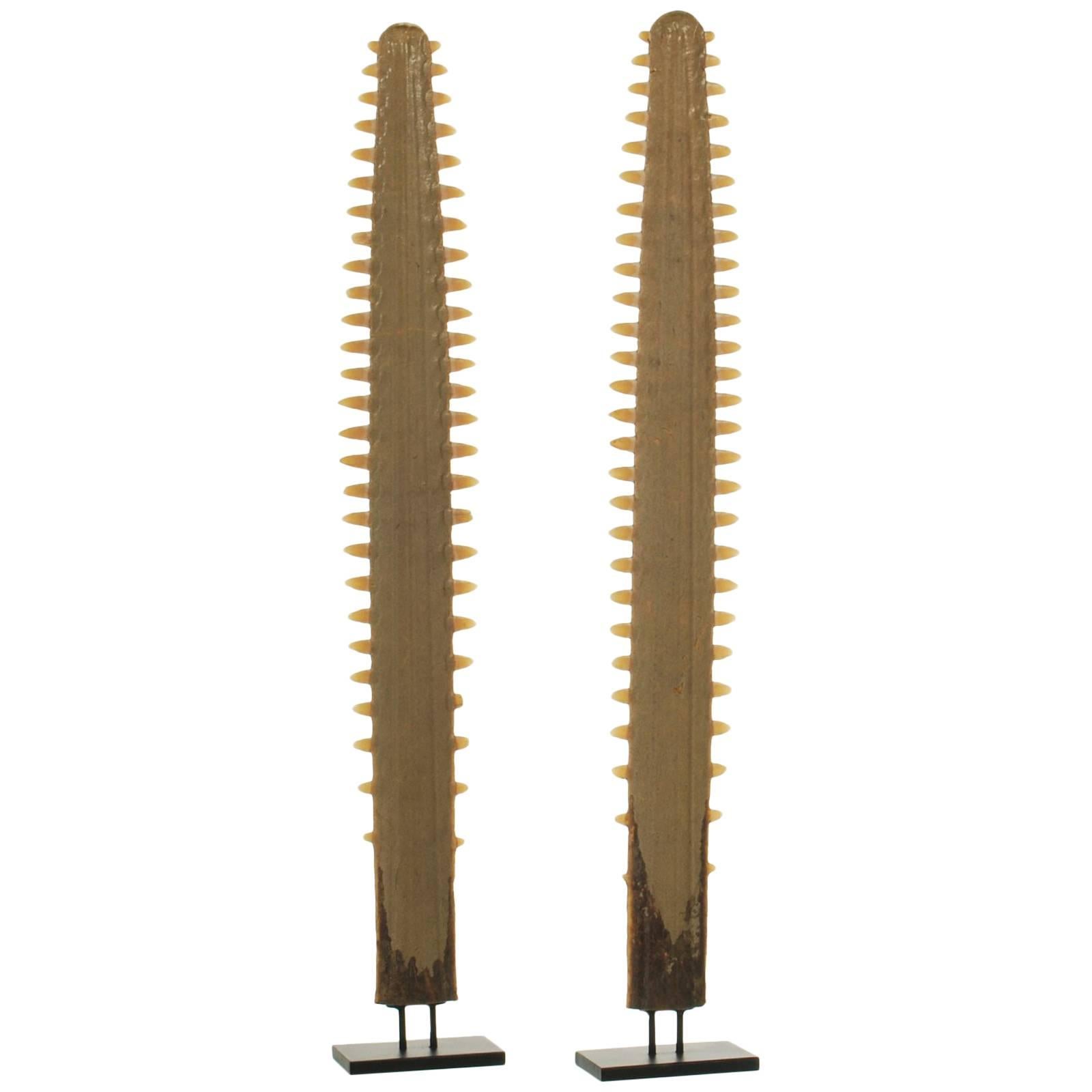 Pair of Sawfish Rostrums or Bills on Custom Steel Stands For Sale
