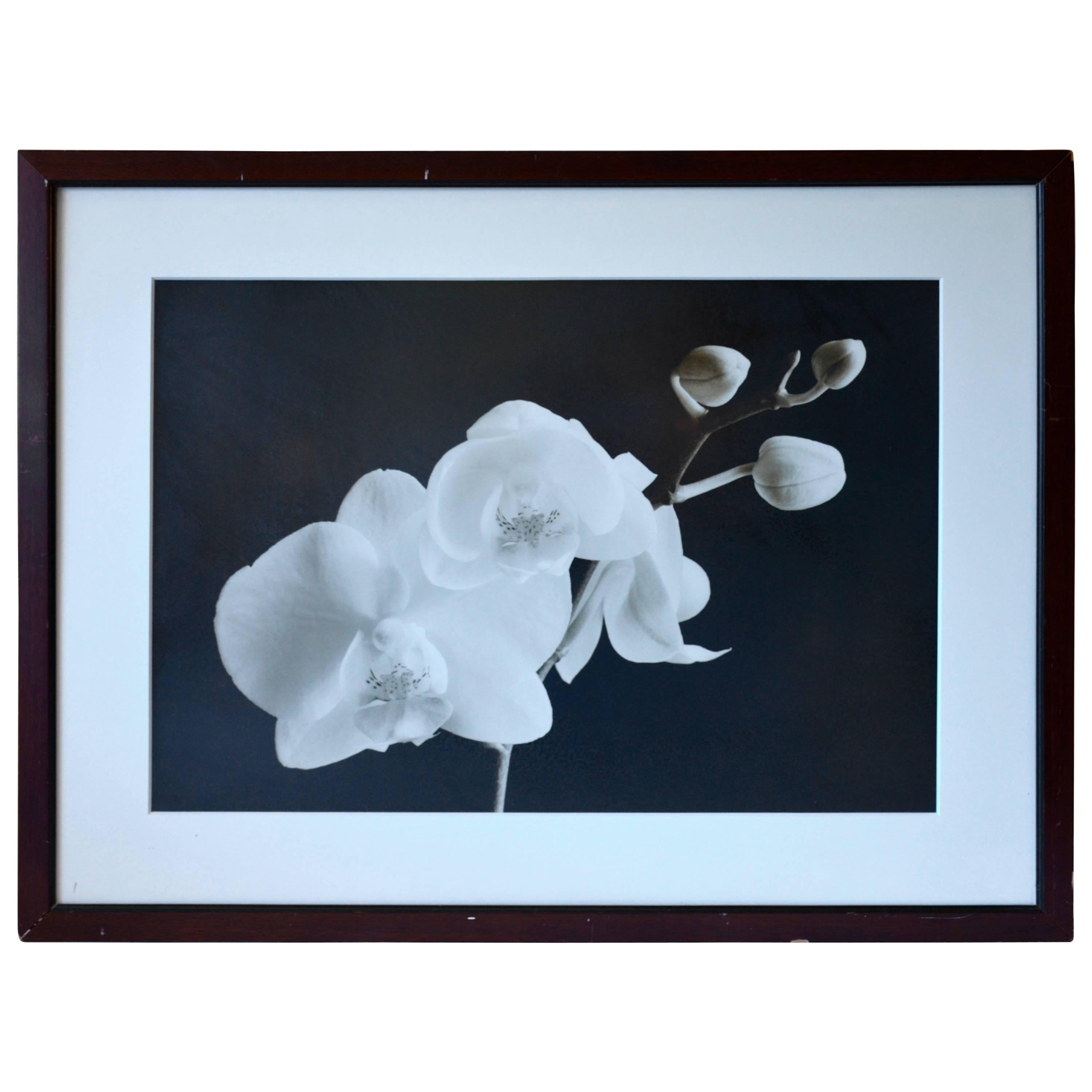 Sepia Orchid Print For Sale