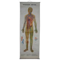 Mid-Century Vintage Human Anatomy Poster