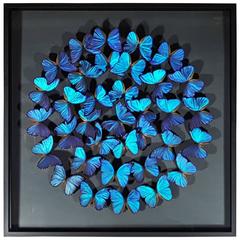 Luminous Composition of Framed Morpho Didius Butterflies by Olivie Violo