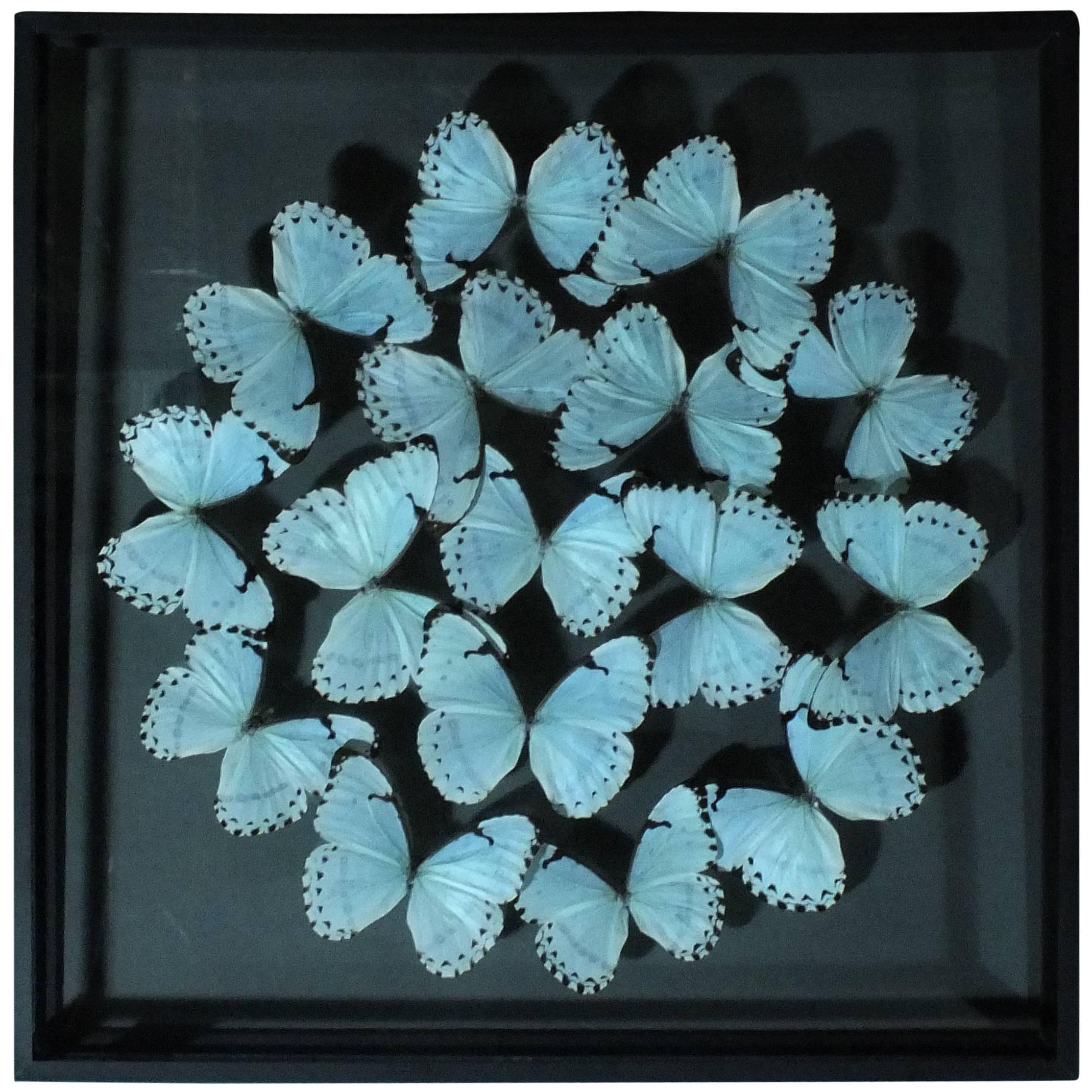 Delicate Composition of Framed Morpho Catenarius Butterflies by Olivier Violo For Sale