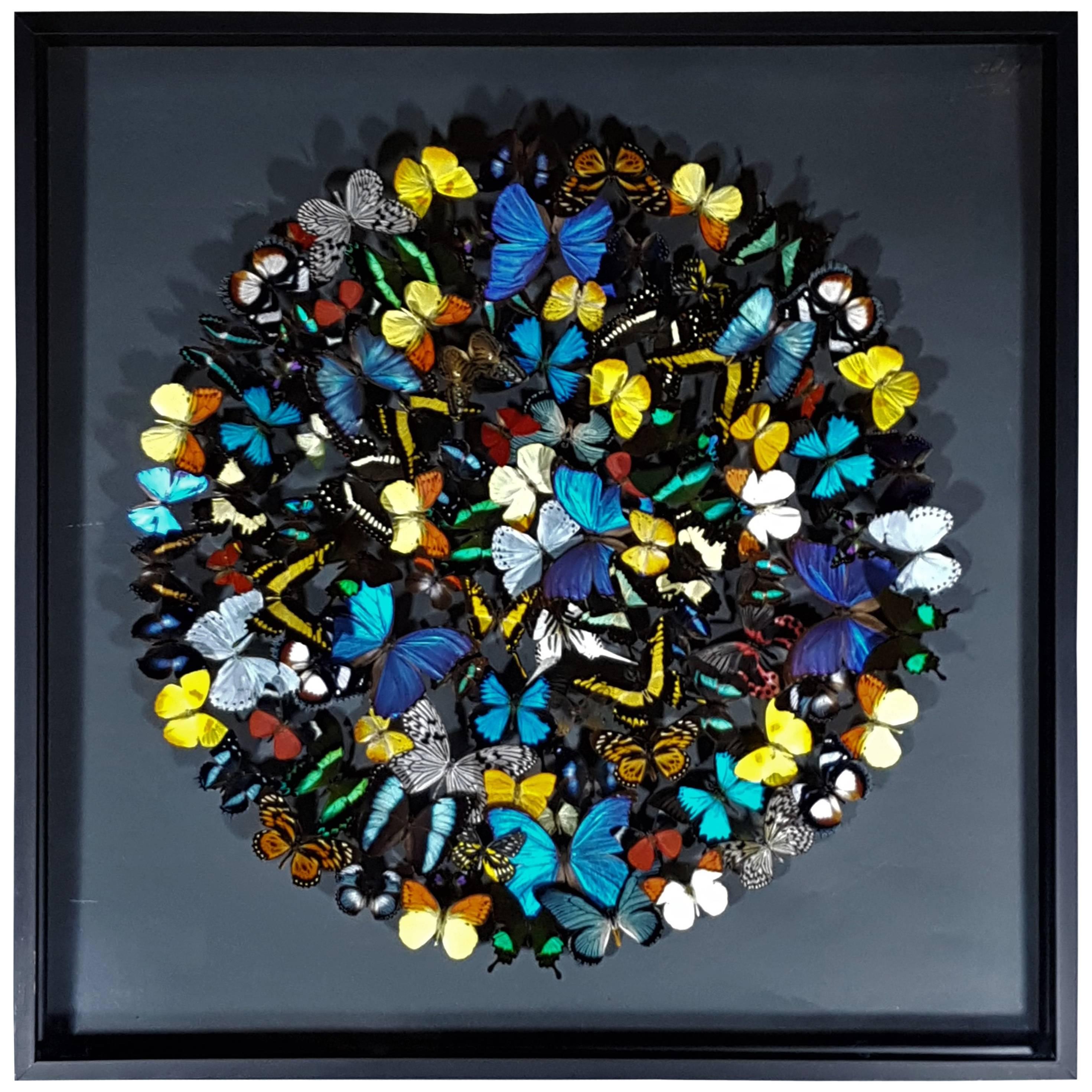 Stunning Colourful Composition of Framed Butterflies by Olivier Violo For Sale