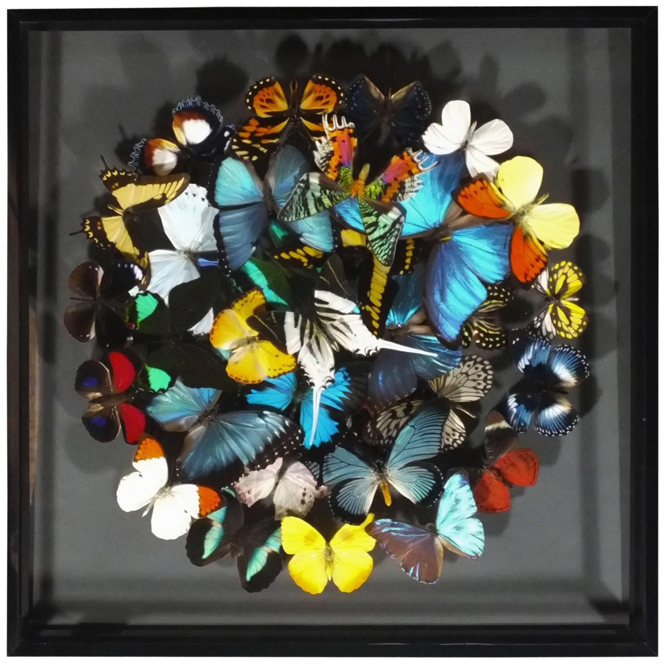 Stunning Colorful Composition of Framed Butterflies by Olivier Viol