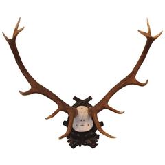 Early 1900s Black Forest Fallow Deer Antlers Trophy from Austrian Hunt Lodge