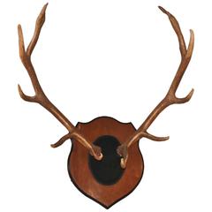 Large Mounted Antler Rack