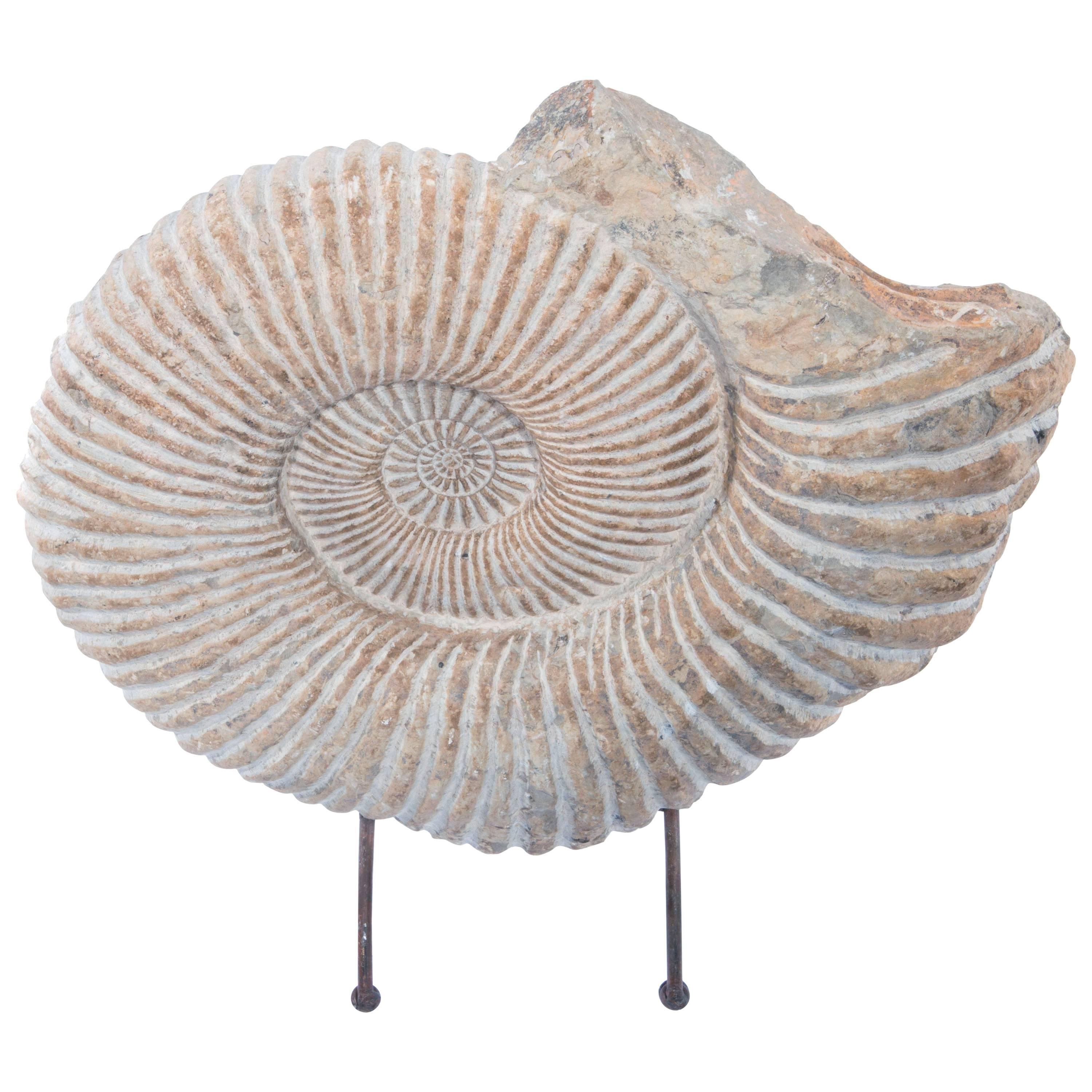 Large Ammonite Fossil on Stand