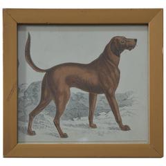 Original Antique Print of an English Sporting Dog, 1847