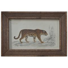 Original Antique Print of a Jaguar, 1847