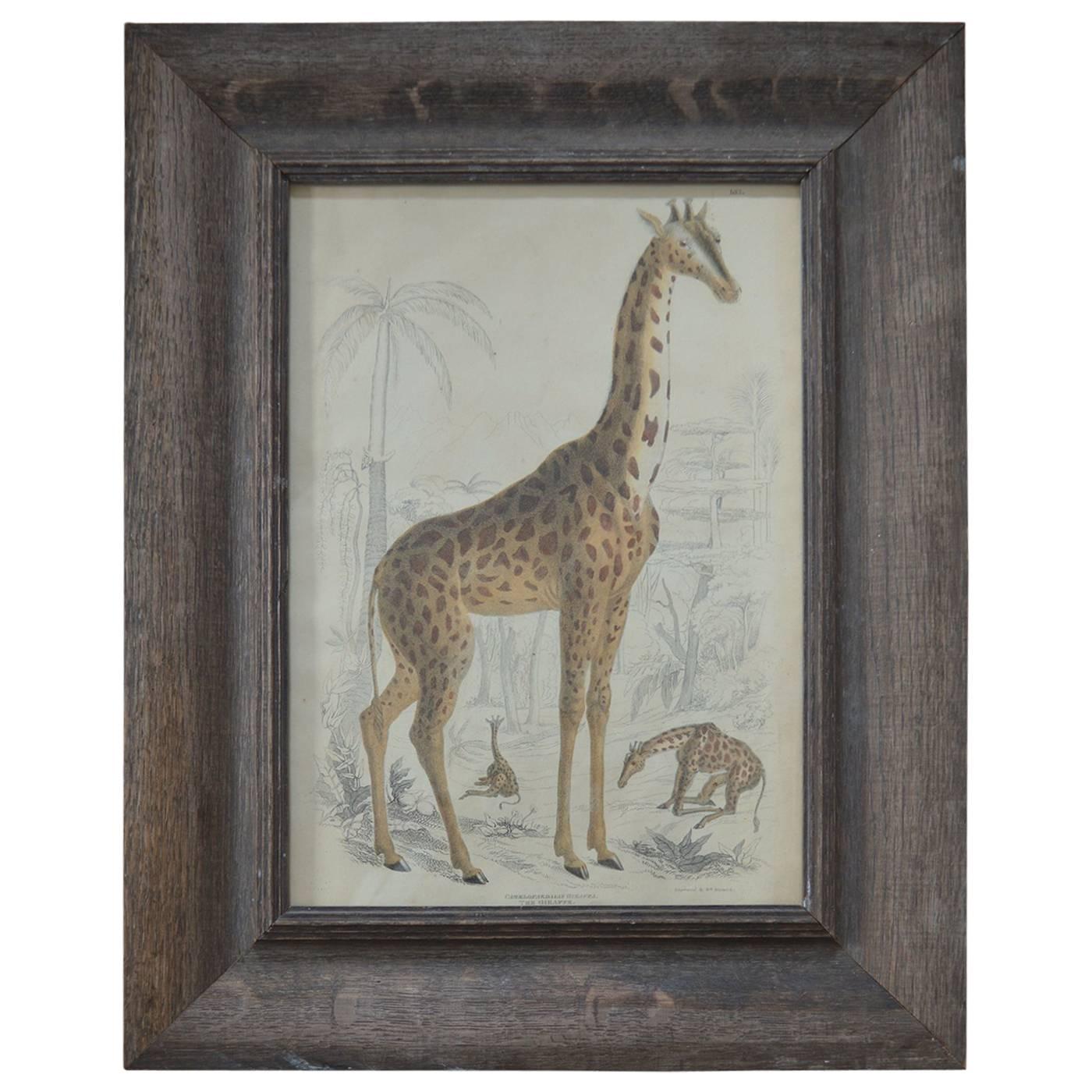 Original Antique Print of a Giraffe, 1835