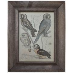 Original Antique Print of Owls, 1835