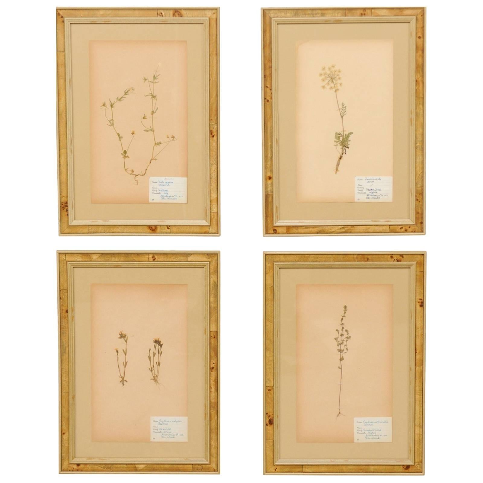 Set of Four Swedish Framed Herbariums/Botanicals from the Mid-20th Century