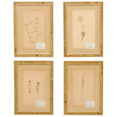 Vintage Set of Four Swedish Framed Herbariums/Botanicals from the Mid-20th Century