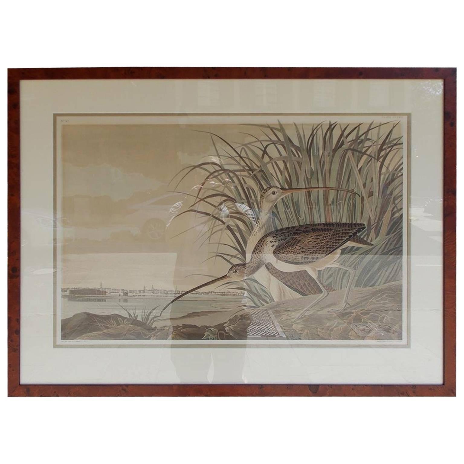 American Audubon Hand Colored Lithograph, Long Billed Curlew, Circa 1937