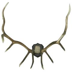 Antique Taxidermy, Wapiti Antlers
