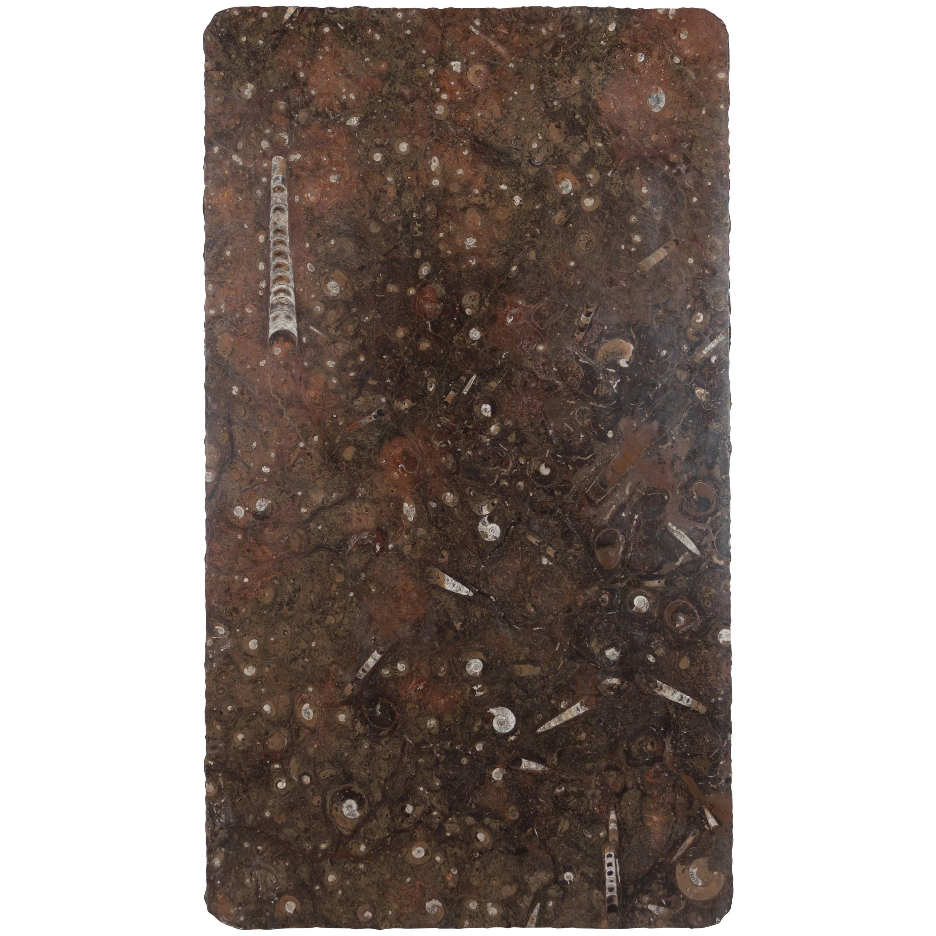 Moroccan Fossil Stone Marble Slab
