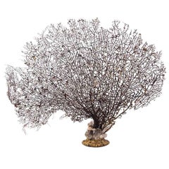 Black Coral Sea Fan on 19th Century Bronze Doré and Rock Quartz Base