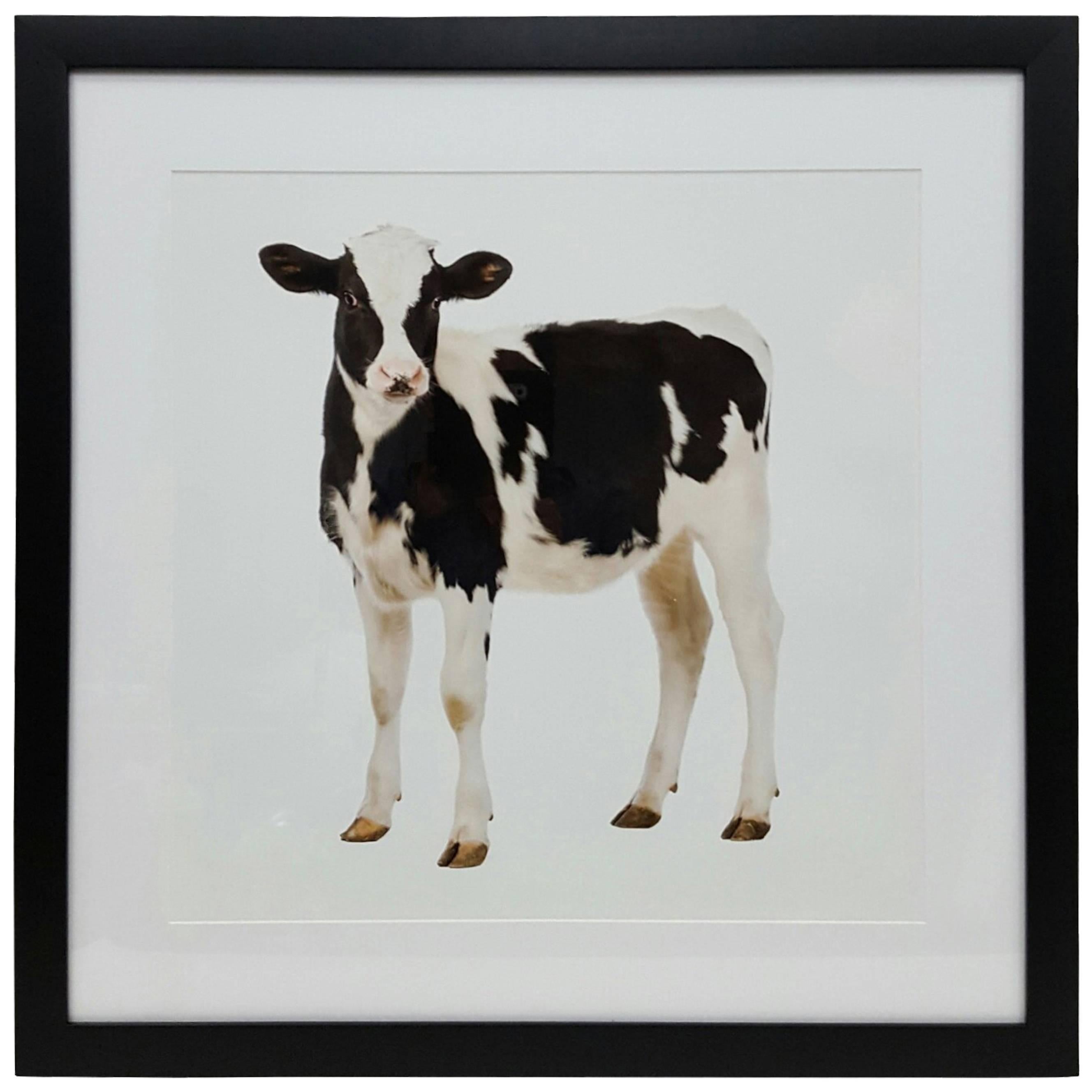 Cow Print in Black Frame For Sale