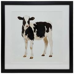 Cow Print in Black Frame