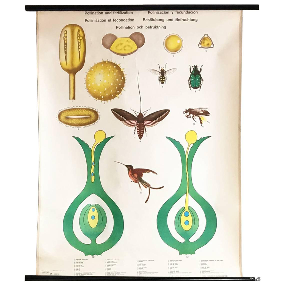 1970s Botanical Pull Down Poster For Sale