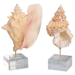 Two-Shell Specimens on Custom Stands 5