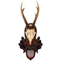 19th Century Habsburg Roe Deer Trophy from Eckartsau Castle, Austria