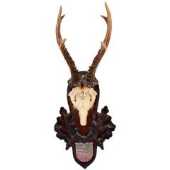 19th Century Habsburg Roe Deer Trophy from Eckartsau Castle, Austria