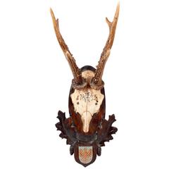 19th Century Habsburg Roe Deer Trophy from Eckartsau Castle, Austria