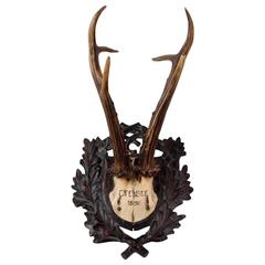 19th Century Habsburg Roe Deer Black Forest Trophy from Eckartsau Castle Austria