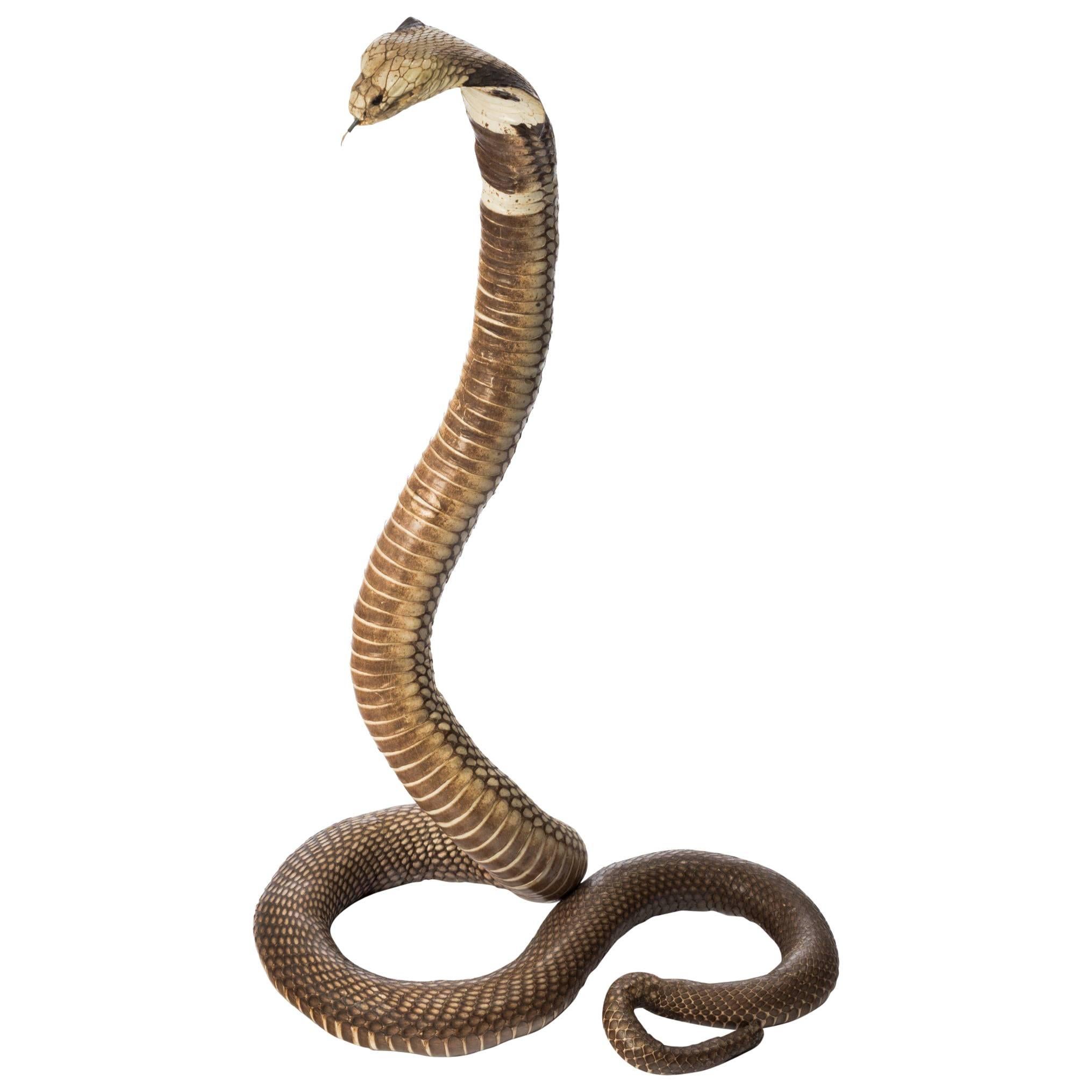 Antique Taxidermy Monocled Cobra