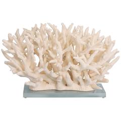 Authentic Branch Coral Sculpture on Lucite