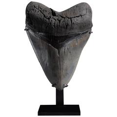 Antique Superb Prehistoric Megalodon Shark Tooth Fossil