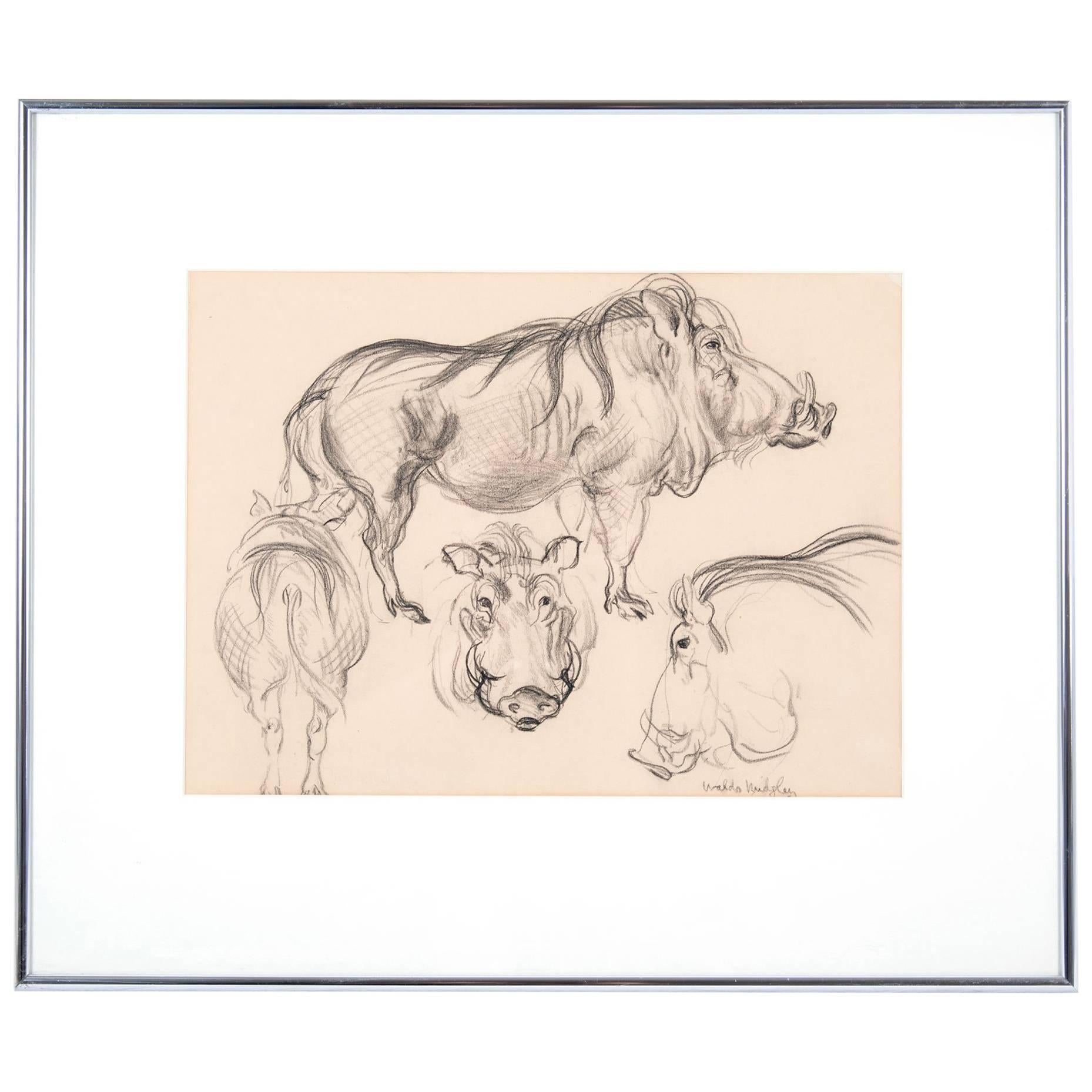 Boar Study by Waldo Midgley, 1993 For Sale