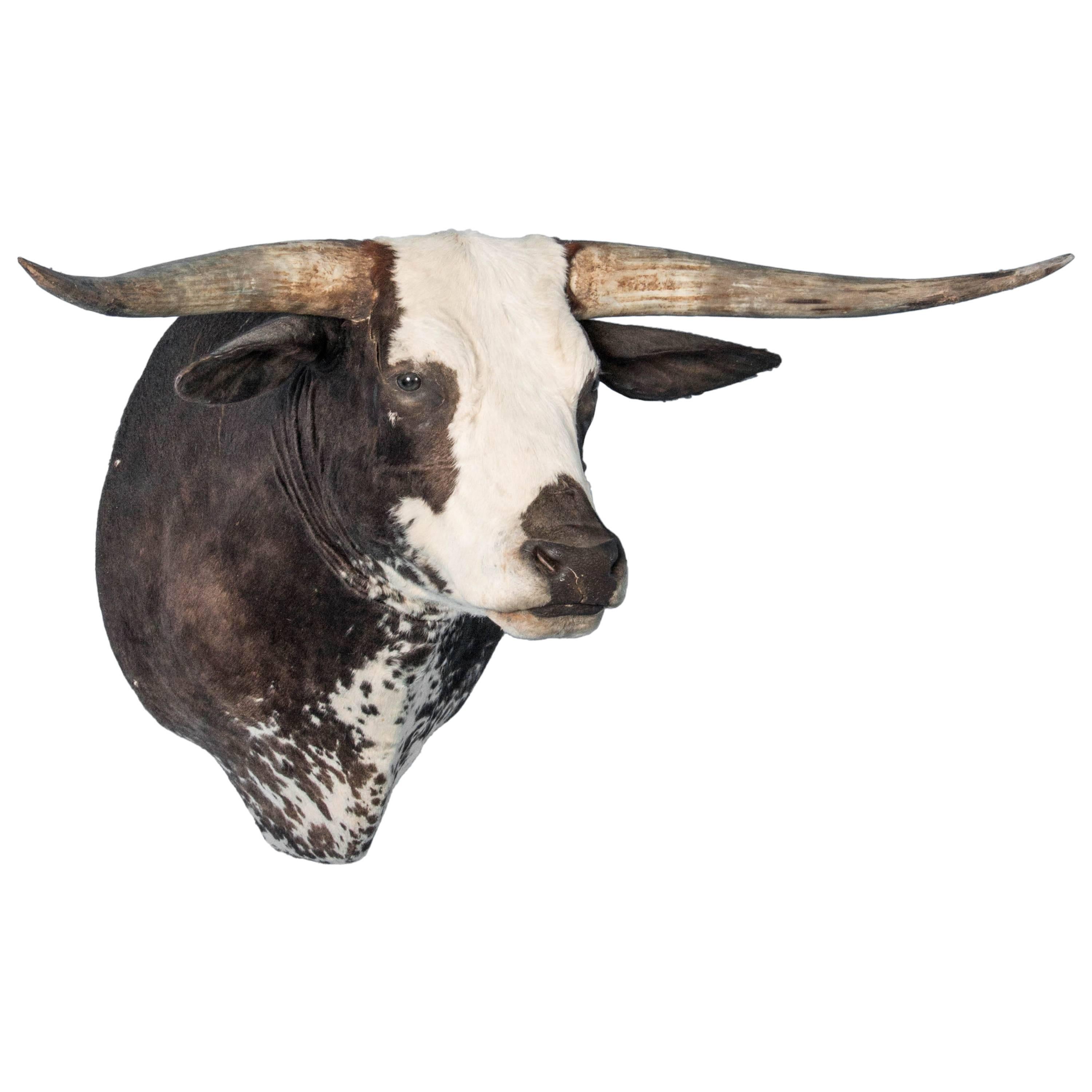 Large Long Horn Shoulder Mount Taxidermy Bull